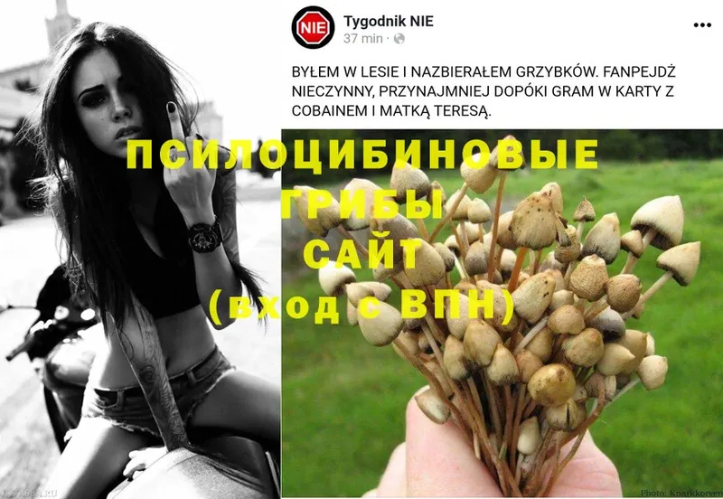 Псилоцибиновые грибы Magic Shrooms  Горняк 